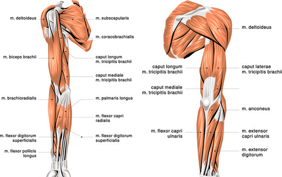 human arm muscles