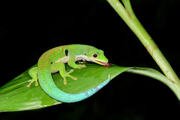 peacock day gecko, phelsuma quadriocellata