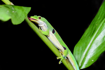 peacock day gecko, phelsuma quadriocellata