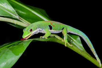 peacock day gecko, phelsuma quadriocellata