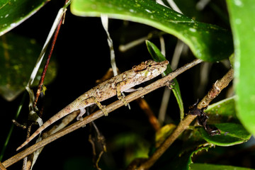 big-nosed chameleon, calumma nasutum, ranomafana