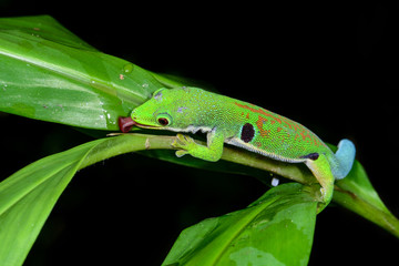 peacock day gecko, phelsuma quadriocellata