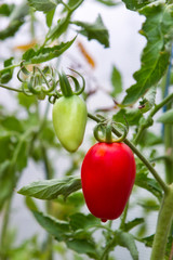 Fresh ripe tomato on branch