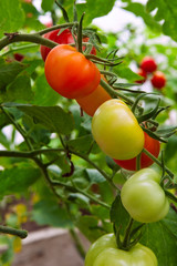 Fresh tomatoes on branch