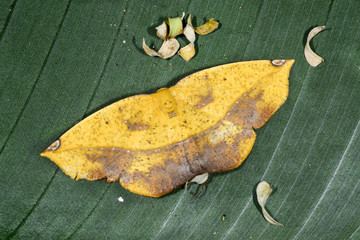 moth, epigynopteryx ansorgei, ranomafana