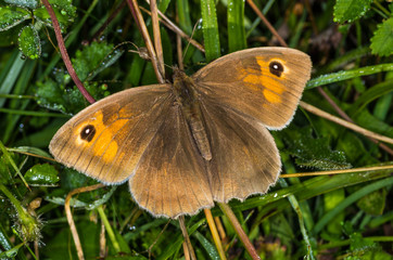 Meadow Brown butterfly (Maniola jurtina)