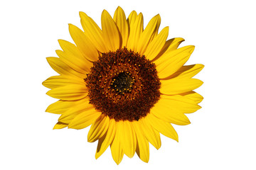 makellose natürliche Sonnenblume auf weiß
