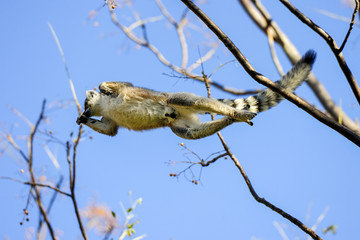 ring-tailed lemur, lemur catta, anja