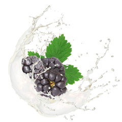 Milk splash with blackberry isolated on white