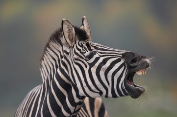 Ein Zebra / Pferd - Kopf mit offenen Mund und zeigt Zähne.
