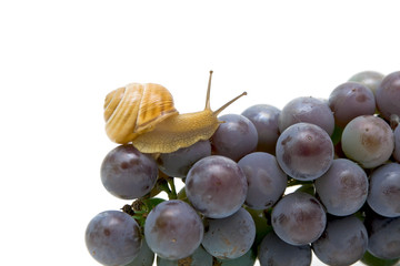 Snail on a young bunch of grapes