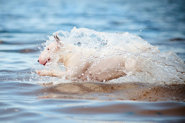 white dog jumps in water