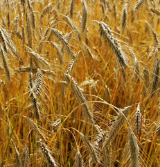 Fototapeta premium Field of wheat.