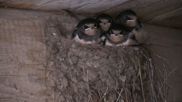 famille hirondelles