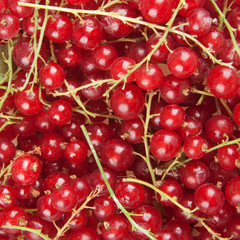 redcurrant