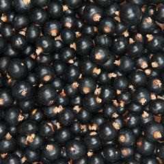blackcurrant