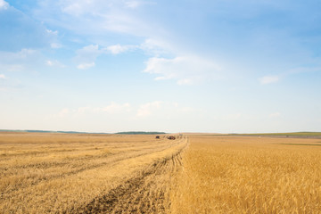 Fototapeta premium grain harvester combine in field