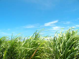 さとうきびと空