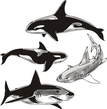 sharks and killer whales