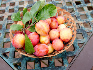 Dish of Victoria Plums in my English Garden