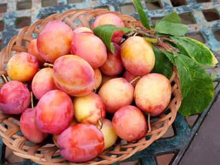 Dish of Victoria Plums in my English Garden