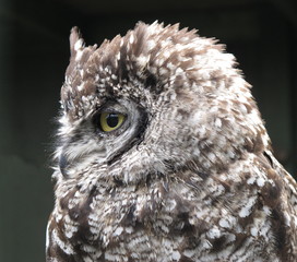 Spotted Eagle owl Bubo africanus