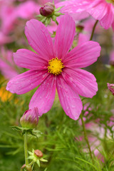 Fototapeta premium Blumen 229