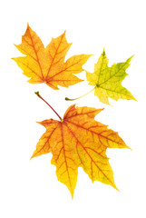 Fototapeta na wymiar Trzy piękne kolorowe liście klonu