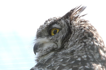 Spotted Eagle owl Bubo africanus