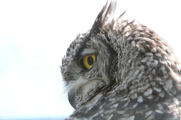 Spotted Eagle owl Bubo africanus