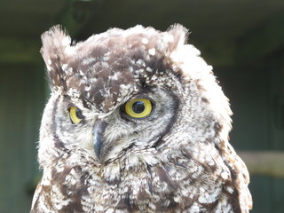 Spotted Eagle owl Bubo africanus