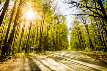 Road in beautiful forest with sun shining through