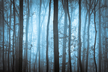 Fototapeta na wymiar Ciemnoniebieski upiorny las z drzew w mgle