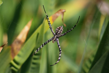 Big beautiful spider sits on plant closeup