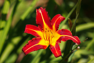 Simple summer blooming red lily close up