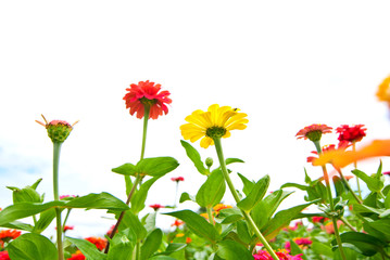 Obraz premium colorful zinnia flowers in the garden