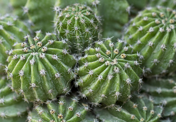 Green cactus detail