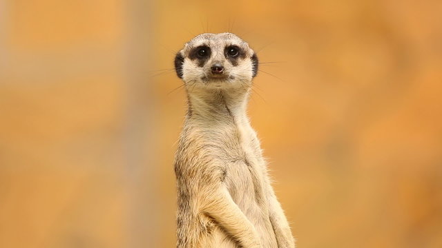 Meerkat looking out for danger and ready to signal an alarm.