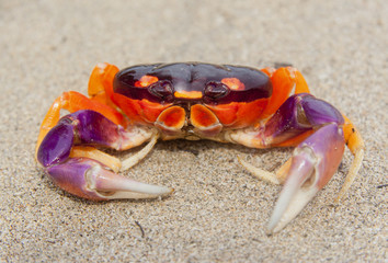 Tropical Land Crab in Costa Rica