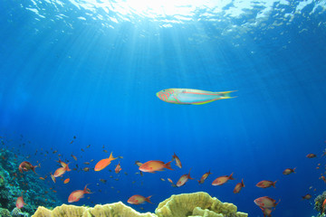 Coral Reef Scene with Tropical Fish