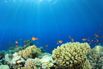Naklejka na ściany i meble Coral Reef in Ocean