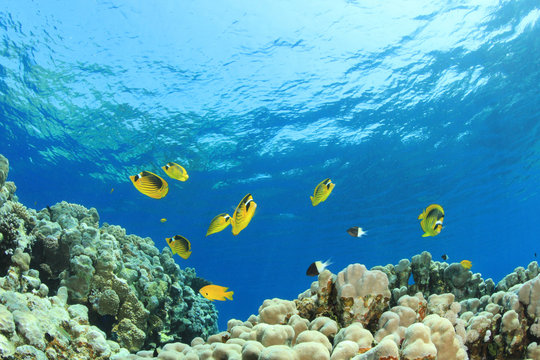 Fototapeta Coral Reef Scene