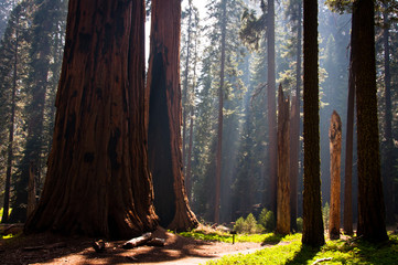 Sequoia National Park - obrazy, fototapety, plakaty