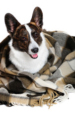 Welsh corgi pembroke in studio