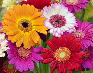 Fondo primaveral de gerberas