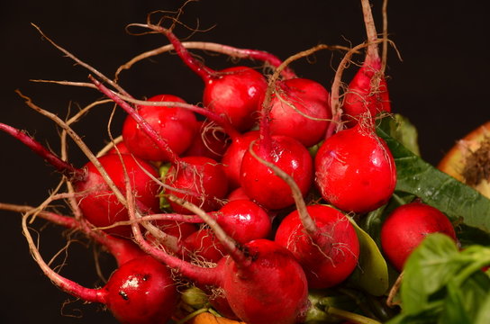 rabanitos
