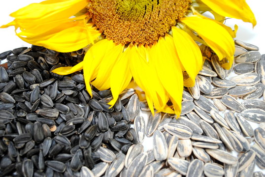 Sunflower and Seeds