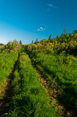 Fototapeta na wymiar Rural grass way tracks at day time