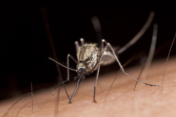 Mosquito sucking blood, macro photo