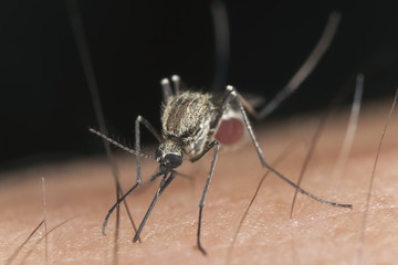 Mosquito sucking blood, extreme close-up with high magnification